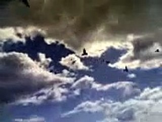 buchon gaditano en vuelo .