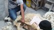 Sheep Shearing ( Hair Cut :O)