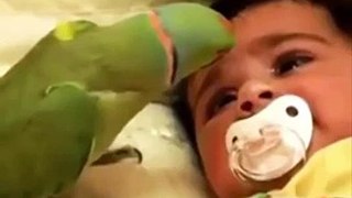 Watch How Parrot Looks After Crying Kid. Very Funny and Emotional