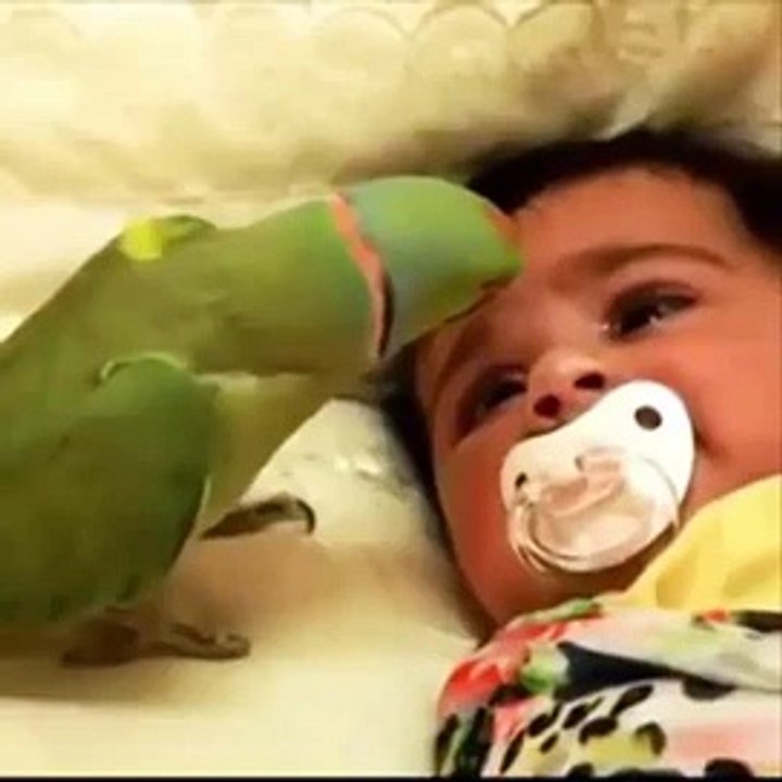 Watch How Parrot Looks After Crying Kid. Very Funny and Emotional
