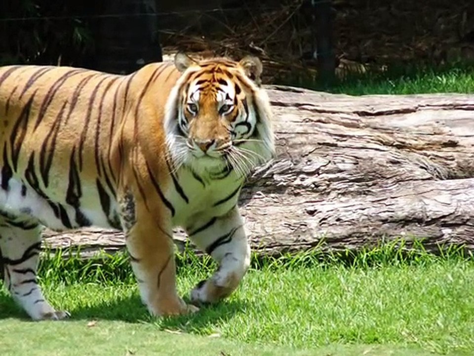 Muscular Tigers - Part 1