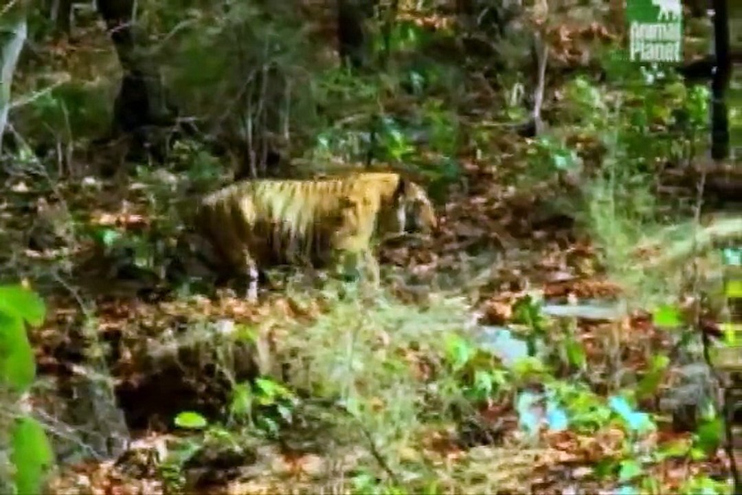 Muscular Tigers - Part 2