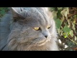 CUTE FLUFFY CAT PURRING WHILE BEING STROKED, CATS VIDEOS, CUTE ANIMAL VIDEOS, CUTE CAT