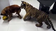 Funny Videos Dog shows tiger who's the boss!