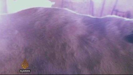 Disease threatens livestock on Syrian border in Lebanon