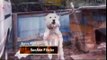 el encantador de perros -Hecho en Japón(4ªTemp)(1de4)
