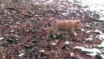 Shiba Inu Puppy in snow - Cute!