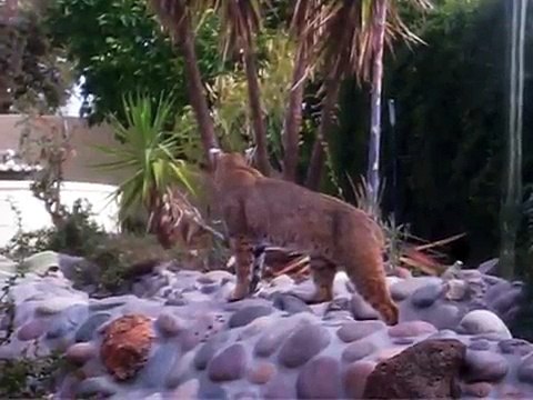 The Sounds of a Mother Bobcat Calling her Kittens. Turn volume up.