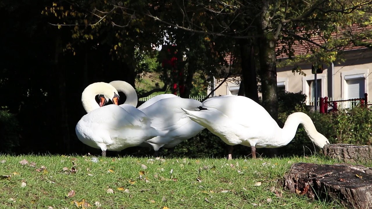 cygnes