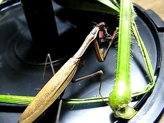 Pygmy Praying Mantis Having a Snack of Jumping Spider ハエトリグモを食すコカマキリ