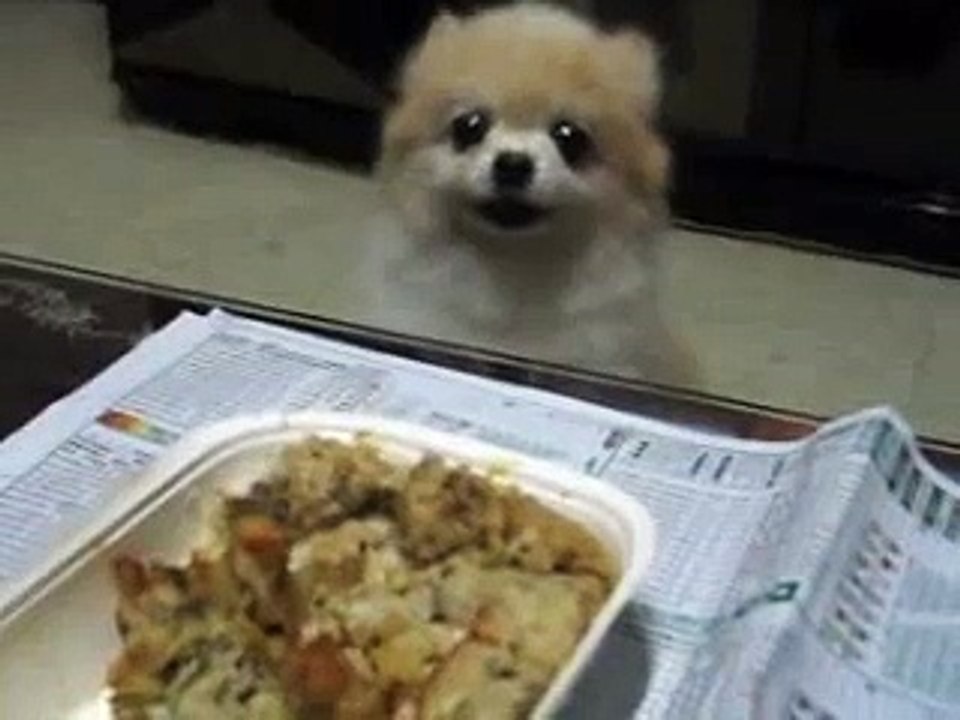 東東好餓呀