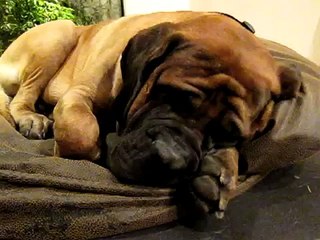 Dog snore. English mastiff 176lb snoring.