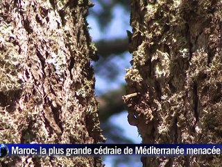 Le Maroc, l'autre "pays du Cèdre", veut protéger ce "trésor national"