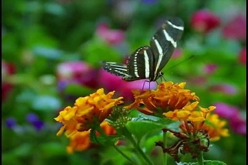 Mensagem de Ano Novo