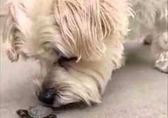 Fearless Dwight May Just Be the Next Ninja Turtle