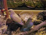 Captive Forage Feeding - More Playful Food for Pet Parrots....featuring baby budgies