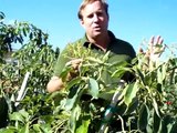 Avocado A and B Flowering Trees - The Key Is Pollination For Productin