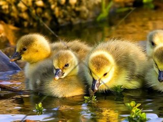 Piosenka dla dzieci Kaczuszki. Małe śliczne,.milutkie kaczuszki, kaczuchy i kaczki