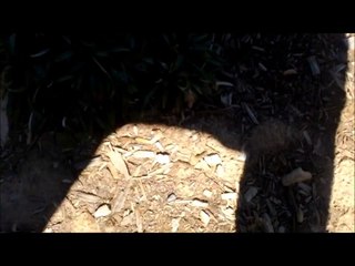 Bird Flew Into Window Knocked Out Cold