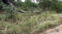 Mother Warthog Fights Back: Leopard Barely Escapes