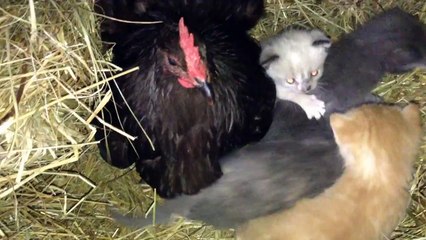 Black Australorp Hen Kitten-sits for Mother Cat