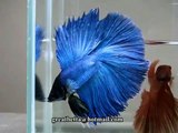 { Sold out } Betta Splendens : (0711-25) Turquoise Halfmoon Doubletail Male.mp4