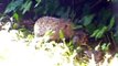 Hedgehog eating bird