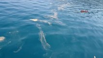 Antalya'nın Kemer İlçesi'nde Denizde Ortaya Çıkan Sarı Polenler, Kirlilik Sanıldı