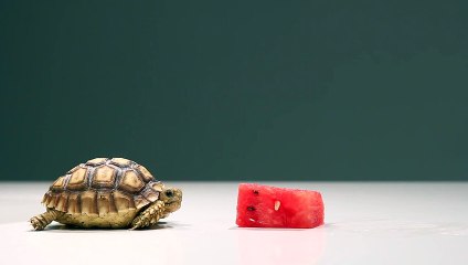 Kendisi Kadar Minnoş Pankek Yiyen Kaplumbağa