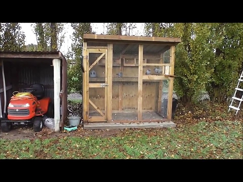 Racing Pigeons Out For A Fly