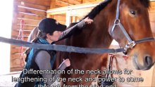 Equine Rolfing® Structural Integration for Horses