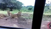 Lion Opens Car Door Wants a Selfie...MUST SEE!