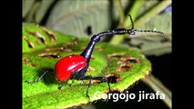 10 insectos sorprendentes de la naturaleza