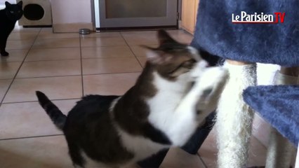 Valenton veut sauver ses chatons