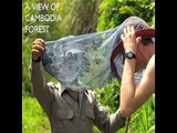 A View of Cambodia Forest