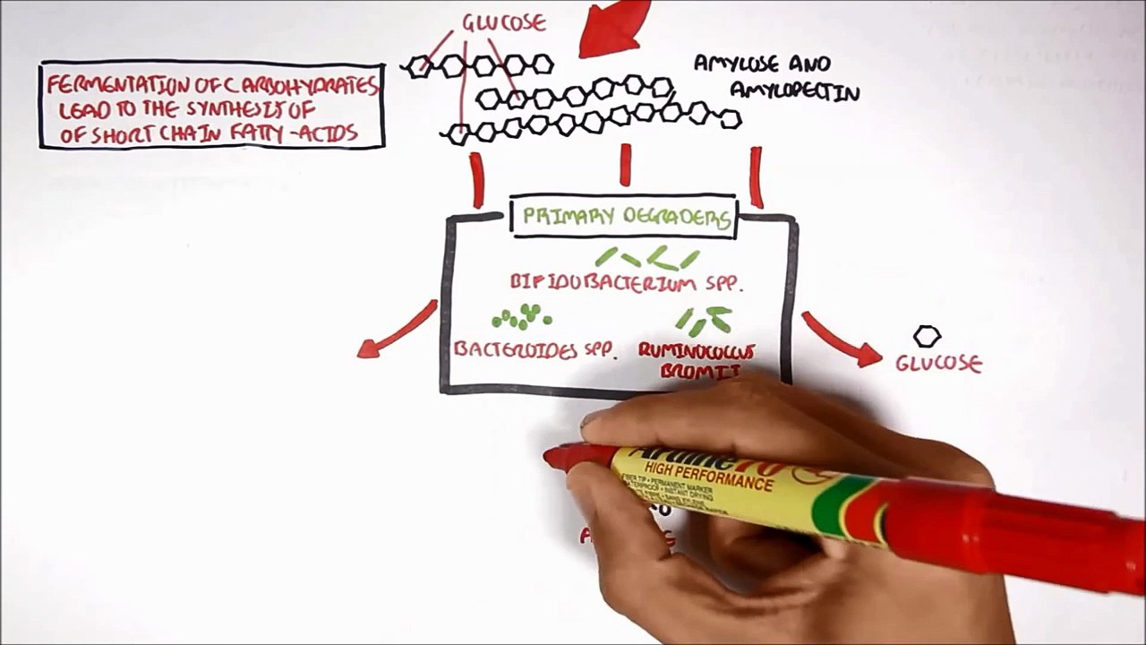 Hungry Microbiome: Starch Fermentation