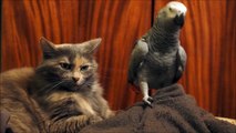Parrot annoys cat cute friends