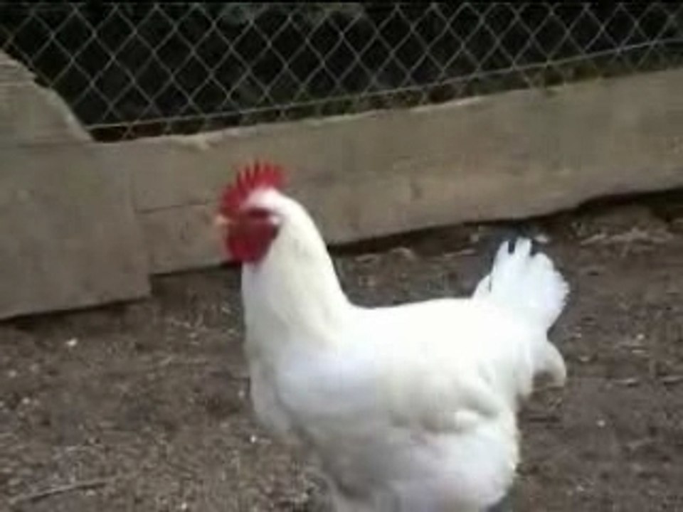 Coq Chanteur