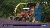 Le procès d'un homme suspecté d'avoir abattu un voleur de truffes débute