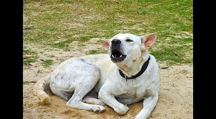 Puppy too lazy to get the toy review