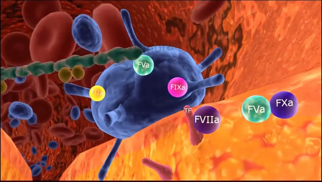 Hémophilie - la cascade de coagulation