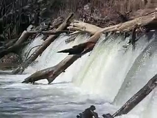 STEELHEAD jumping a waterfalls.