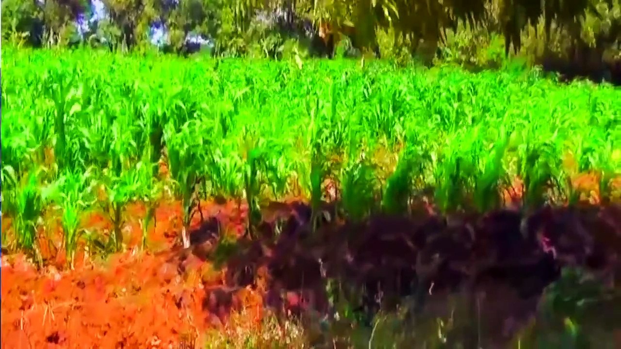 Daawo bilicda Muqdisho iyo Hees cusub Muqdisho - Waagacusub Tv