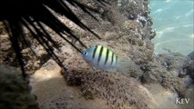 Maui Reef ~ GoPro HERO3 Black Edition ~ Macro Underwater 1080p and 240 fps