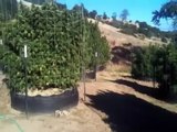 Monster Cannabis / Marijuana plants