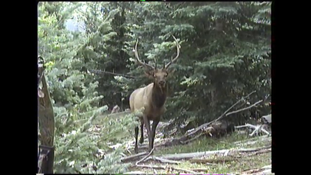 Best Archery Elk Hunt On Video - MossBack