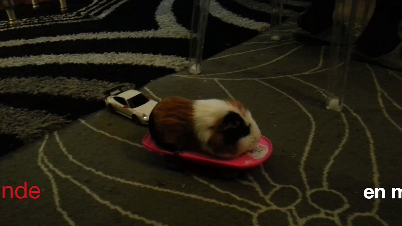 COCHON D'INDE  en   SKATE
