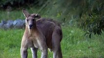 Ce kangourou de deux mètres de haut semble faire du bodybuilding et terrorise les villageois