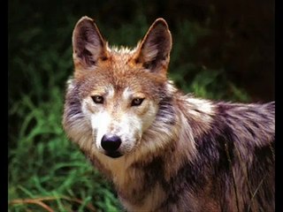 El aullido del lobo mexicano