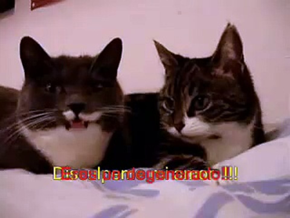 Gatos Hablando - video Dailymotion